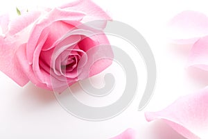 Pink Rose Petals