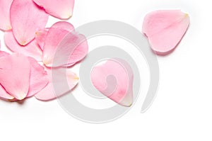 Pink rose petals