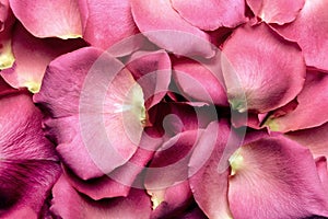 Pink rose petals