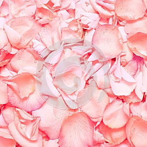 Pink rose petals, background