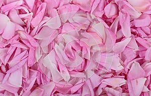 Pink rose petals background