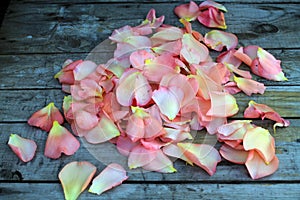 Pink rose petals on background of old wooden surface.