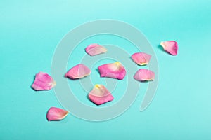 Pink rose petals on blue