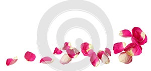 Pink rose petals in a corner bottom arrangement