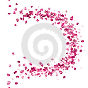 Pink Rose Petals Curve