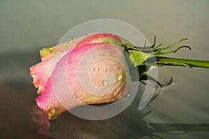 Pink rose petals with drops of water