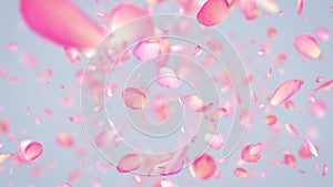 Pink Rose Petals exploding in 4K