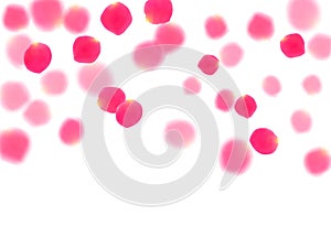 Pink rose petals falling vector valentine background.