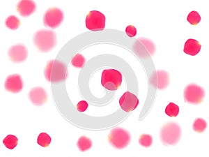 Pink rose petals falling vector valentine background.