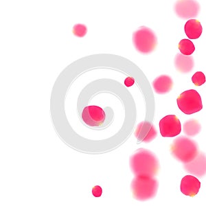 Pink rose petals falling vector valentine background.