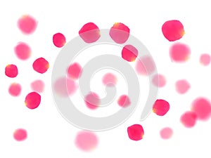 Pink rose petals falling vector valentine background.