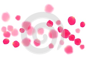 Pink rose petals falling vector valentine background