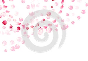 Pink rose petals is flying in the air with flares vector card