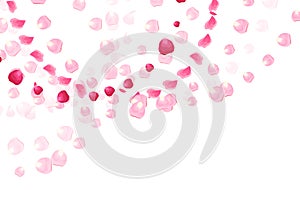 Pink rose petals is flying in the air with flares vector card