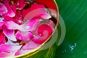 Pink rose petals in golden bowl with green leaf background