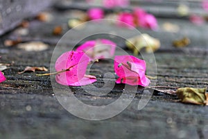 Pink rose petals on the ground
