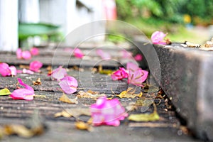 Pink rose petals on the ground