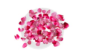 Pink rose petals heap on white background