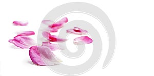 Pink rose petals isolated over white background