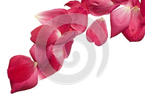 Pink rose petals isolated on white.
