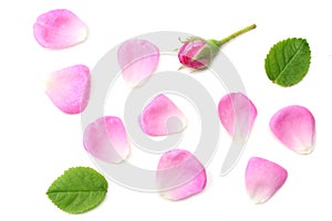 pink rose petals isolated on white background. top view