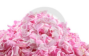 Pink rose petals pile