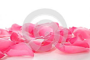 Pink rose petals on white