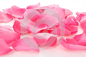 Pink rose petals on white