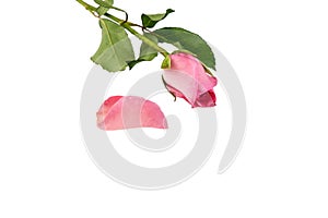 Pink rose with petals on white background