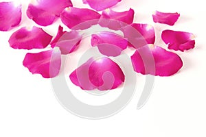 Pink rose petals on white background with copy space, concept flower of love and valentine`s day