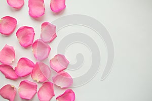 Pink rose petals on white background. Valentines Day concept.