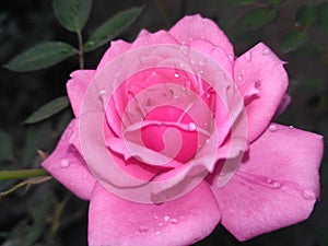 Pink rose