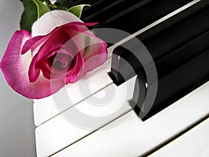 Pink rose on piano keys