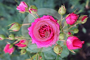 Pink rose, pink flower, pink rose buds, raindrops