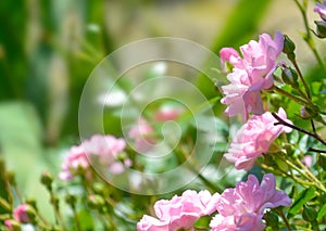 Pink rose. Pink roses bloom in a tropical garden with natural green blurring background