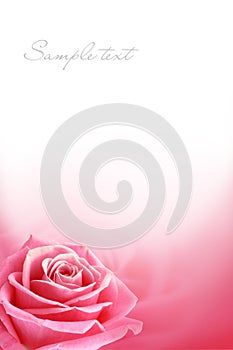 Pink rose poctcard