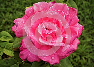 Pink rose after the rain storm