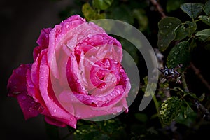 Pink Rose with Raindrops