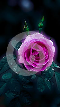 Pink rose in rainy season with green leaves.