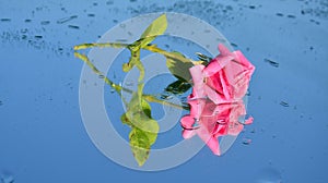 Pink rose reflections and dew drops