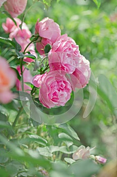 Pink rose Rennes on  blurry pink roses background