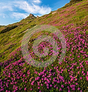 Pink rose rhododendron flowers on early morning summer mountain slope, Carpathian, Ukraine
