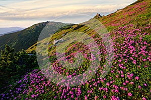 Pink rose rhododendron flowers on morning summer mountain slope