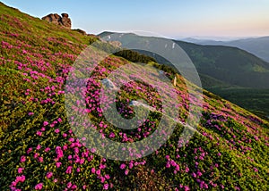 Pink rose rhododendron flowers on summer mountain slope, Carpathian, Ukraine