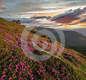 Pink rose rhododendron flowers on summer mountain slope, Carpathian, Ukraine