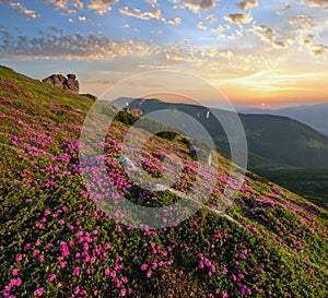 Pink rose rhododendron flowers on summer mountain slope, Carpathian, Ukraine