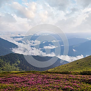 Pink rose rhododendron flowers on summer mountain slope