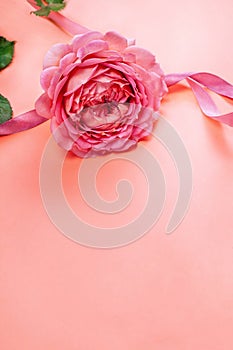 Pink rose with ribbon on a  pastel pink background with space for text