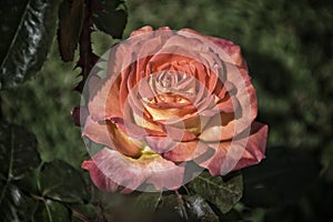 Pink Rose. Rome Rose Garden. Over 1100 varieties of roses