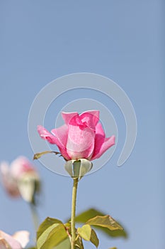 Pink rose, Rosa, blooms in summer